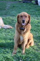 Lora, a female Golden Retriever for sale in Zumbrota, MN – 3 of 3