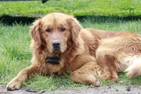 Larson, a male Golden Retriever for sale in Zumbrota, MN – 2 of 4