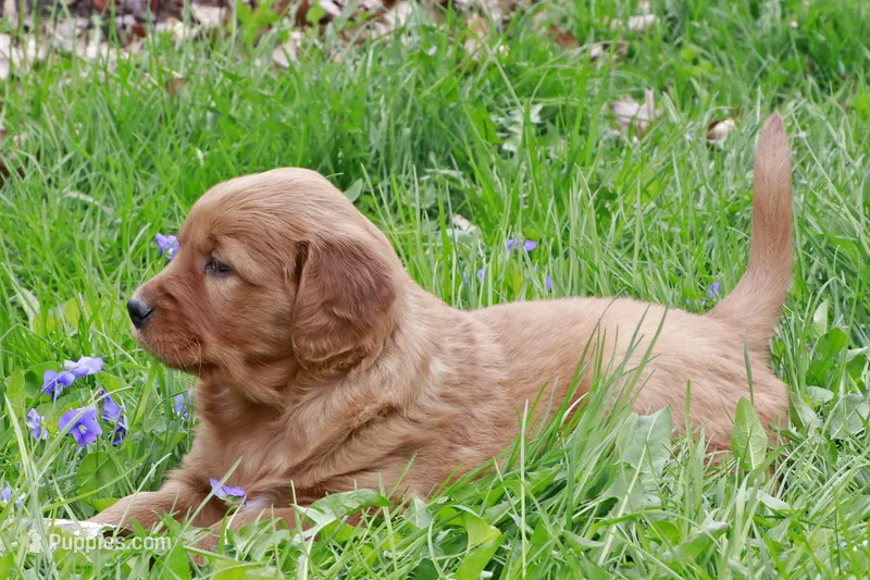 Konrad – Golden Retriever puppy for sale in Zumbrota, MN