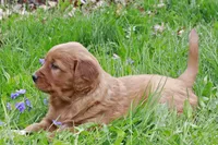 Konrad, a male Golden Retriever for sale in Zumbrota, MN – Photo 1 of 4