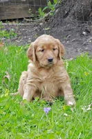 Konrad, a male Golden Retriever for sale in Zumbrota, MN – Photo 4 of 4