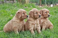 Konrad, a male Golden Retriever for sale in Zumbrota, MN – Photo 3 of 4