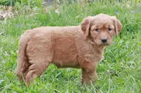 Kara, a female Golden Retriever for sale in Zumbrota, MN – Photo 2 of 3