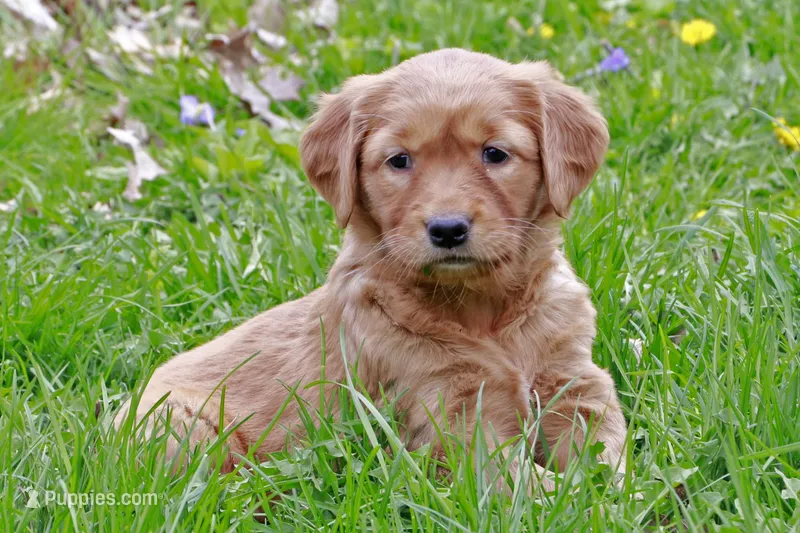 Kara – Golden Retriever puppy for sale in Zumbrota, MN