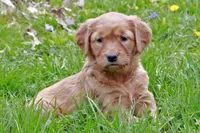 Kara, a female Golden Retriever for sale in Zumbrota, MN – Photo 1 of 3