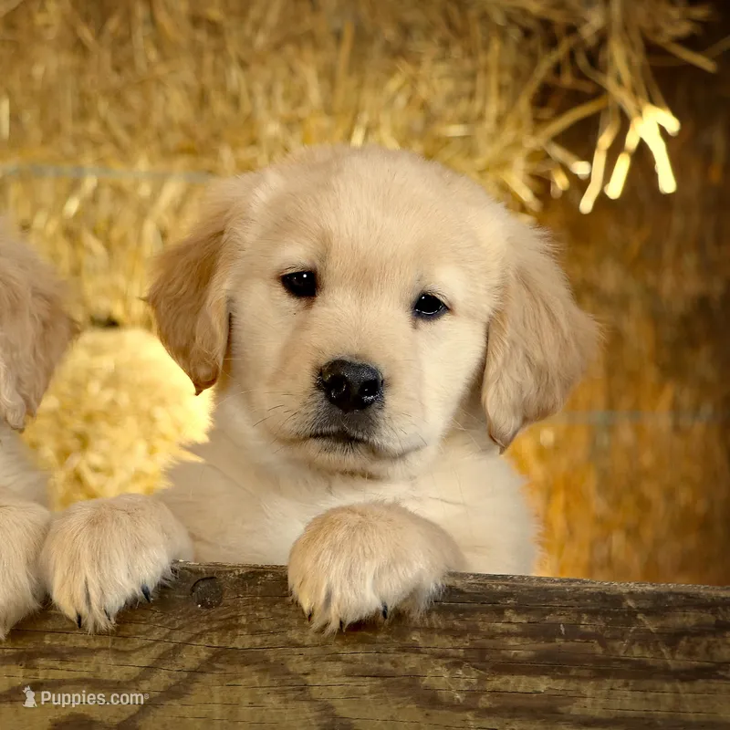 Jackson, a male Golden Retriever for sale in Zumbrota, MN – Photo 1 of 5