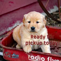 Jonnie, a male Golden Retriever for sale in Zumbrota, MN – Photo 1 of 4