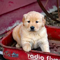 Jonnie, a male Golden Retriever for sale in Zumbrota, MN – Photo 2 of 4