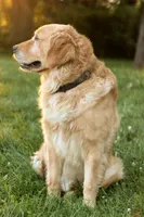 Jonnie, a male Golden Retriever for sale in Zumbrota, MN – Photo 3 of 4