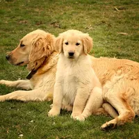 Jonnie, a male Golden Retriever for sale in Zumbrota, MN – Photo 4 of 4