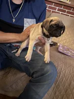 Luna, a female Pug for sale in Fontana, CA – 4 of 4