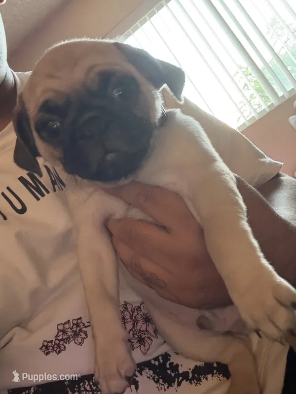 Sam – Pug puppy on hold in Fontana, CA