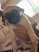 Sam, a male Pug for sale in Fontana, CA – 1 of 5