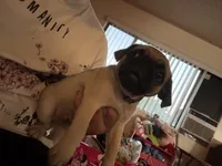 Frank, a male Pug for sale in Fontana, CA – 6 of 7