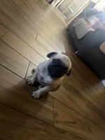 Frank, a male Pug for sale in Fontana, CA – 7 of 7
