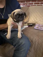 Luna, a female Pug for sale in Fontana, CA – 2 of 4