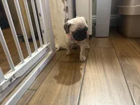 Star, a female Pug for sale in Fontana, CA – 2 of 4