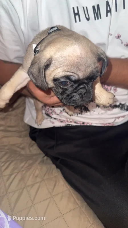 Luna – Pug puppy for sale in Fontana, CA