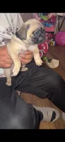 Luna, a female Pug for sale in Fontana, CA – 3 of 4