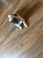 Levi, a male Pug for sale in Fontana, CA – 2 of 6
