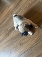 Levi, a male Pug for sale in Fontana, CA – 4 of 6