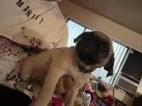 Frank, a male Pug for sale in Fontana, CA – 4 of 7