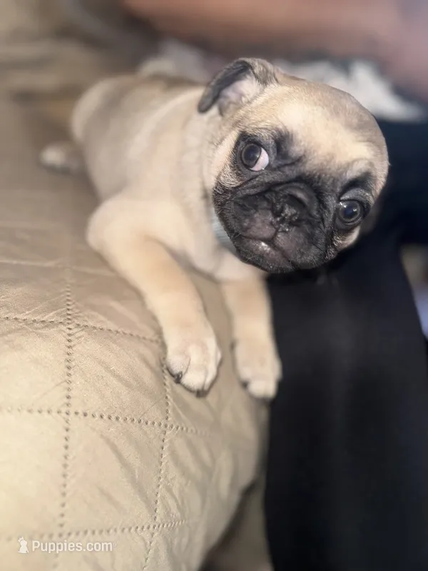 Frank – Pug puppy for sale in Fontana, CA