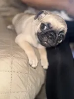 Frank, a male Pug for sale in Fontana, CA – 1 of 7