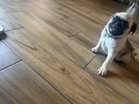 Levi, a male Pug for sale in Fontana, CA – 5 of 6