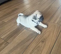 Levi, a male Pug for sale in Fontana, CA – 3 of 6