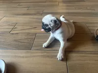Sam, a male Pug for sale in Fontana, CA – 4 of 5