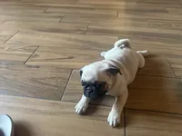 Sam, a male Pug for sale in Fontana, CA – 2 of 5