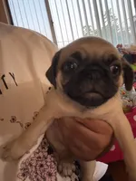 Frank, a male Pug for sale in Fontana, CA – 5 of 7