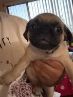Frank, a male Pug for sale in Fontana, CA – 3 of 7