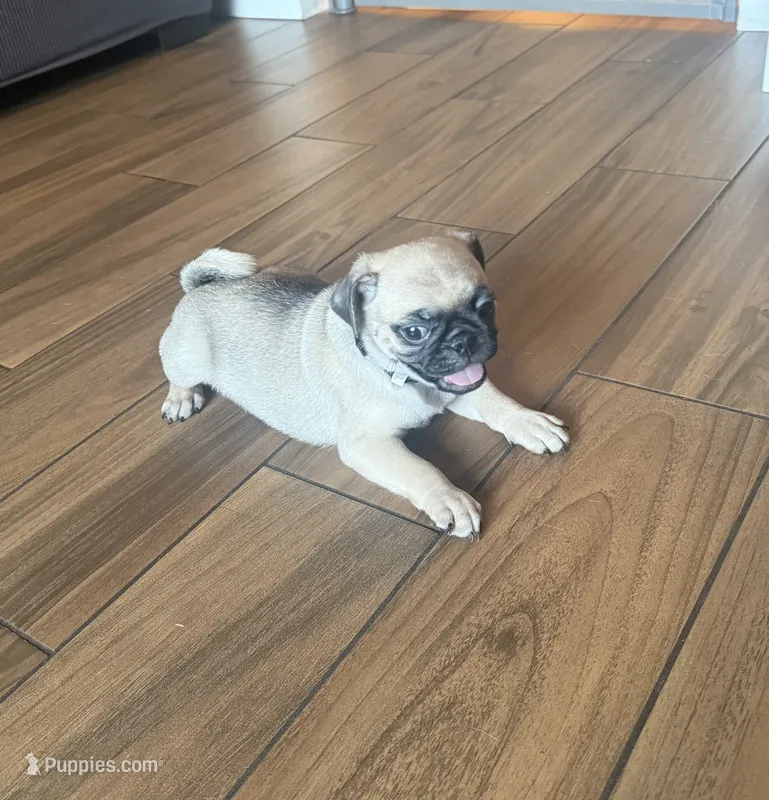 Levi – Pug puppy for sale in Fontana, CA