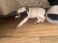 Sam, a male Pug for sale in Fontana, CA – 3 of 5
