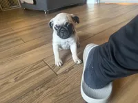 Sam, a male Pug for sale in Fontana, CA – 5 of 5