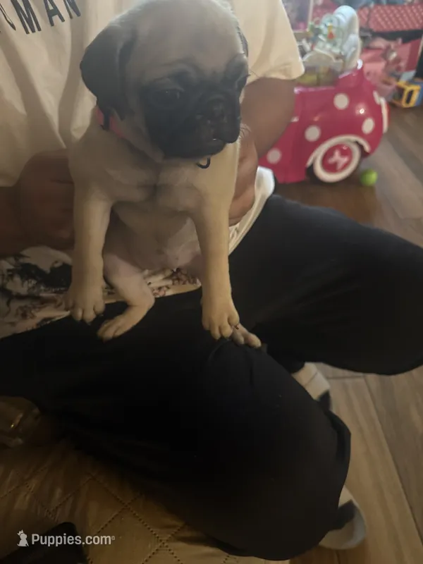 Star – Pug puppy for sale in Fontana, CA