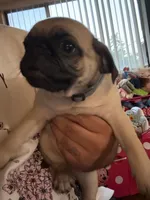 Frank, a male Pug for sale in Fontana, CA – 2 of 7