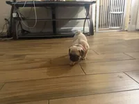Star, a female Pug for sale in Fontana, CA – 3 of 4