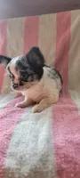 Jabberwacky, a male Chihuahua for sale in Grand Rapids, MN – 3 of 5