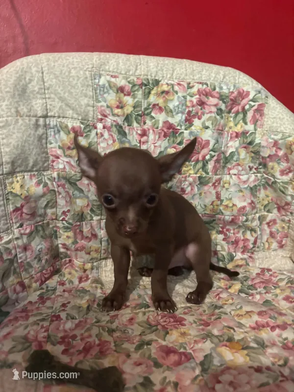 Guy – Chihuahua puppy for sale in Grand Rapids, MN