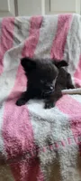 Bob, a male Pomchi for sale in Grand Rapids, MN – 4 of 5