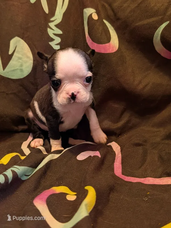 Lil B – Boston Terrier puppy for sale in Grand Rapids, MN