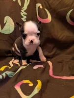Lil B, a female Boston Terrier for sale in Grand Rapids, MN – 2 of 10