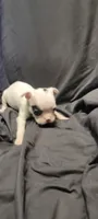 Spirit, a male Boston Terrier for sale in Grand Rapids, MN – 2 of 5