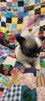 Puff, a male Chihuahua for sale in Grand Rapids, MN – 5 of 8