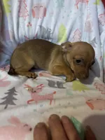 Peggy sue, a female Chihuahua for sale in Grand Rapids, MN – Photo 1 of 3