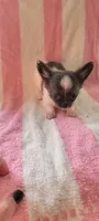 Lil Munchin, a male Chihuahua for sale in Grand Rapids, MN – 4 of 4