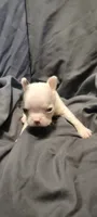 Duke, a male Boston Terrier for sale in Grand Rapids, MN – 2 of 4